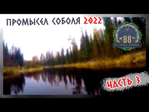 Видео: Регион 88 | Промысел соболя 2022. Часть 3