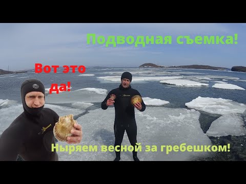Видео: Ныряем за гребешком весной!Подводная съемка!Владивосток.Дальневосточный гребешок!