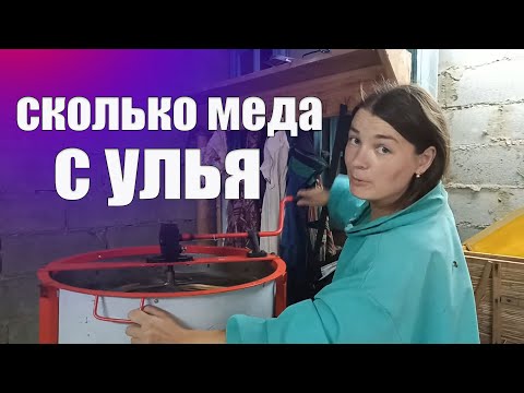 Видео: Какое количество мёда может дать один улей за одну откачку