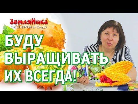 Видео: Самые необычные тыквенные! Момордика, огурдыня мандурия, африканский огурец, ангурия, милотрия.