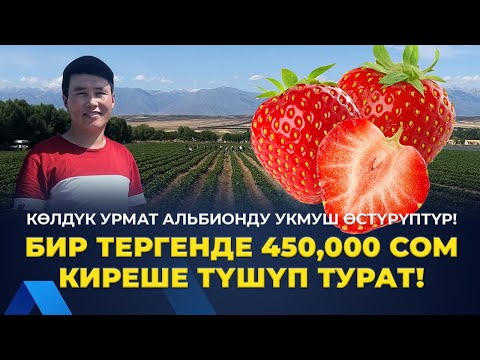 Видео: БУГА ЧЕЙИН ТАЖРЫЙБАСЫ ЖОК ЭЛЕ 3 ГЕКТАР АЛЬБИОН ТИГИП САЛГАН!