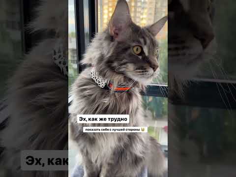 Видео: Petsee 4G Cats не только защищает от побега, но и подчеркивает  красоту! 😻 Ищите на WB 162135437