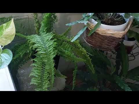 Видео: Обзор моей коллекции растений часть #4 🌵🌴🌷🪻🪴🌺🪷🌹😍!