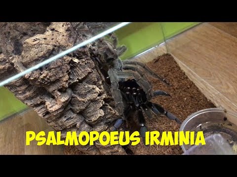 Видео: Cпаривание пауков птицеедов Psalmopoeus irminia / Psalmopoeus irminia mating