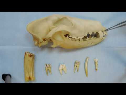 Видео: Видеозанятие 22 «Органы пищеварения (часть 1)»