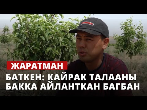 Видео: Баткен: кайрак талааны бакка айланткан багбан | Жаратман