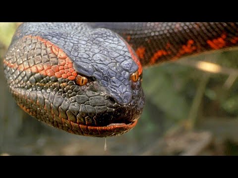 Видео: Огромнейшие Змеи, способны проглотить Человека и даже Корову целиком.