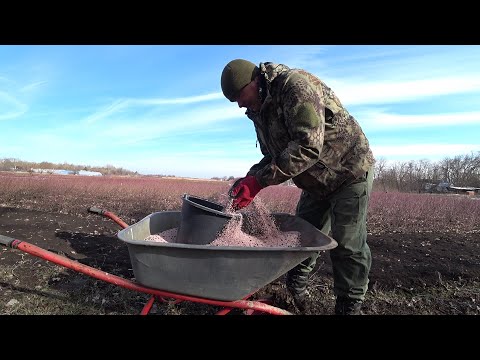 Видео: Нитроаммофоска весной под розы + новое удобрение!