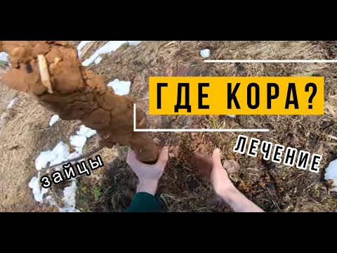 Видео: Яблоню погрызли зайцы.