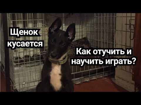 Видео: Щенок кусается и лает | Агрессия рычание собаки и игры для очень активного щенка