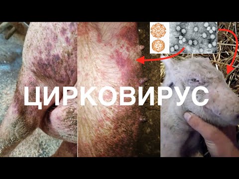 Видео: СИНДРОМ ИСТОЩЕНИЯ ПОРОСЯТ /ЦИРКОВИРУС - НОВАЯ ИНФЕКЦИЯ СВИНЕЙ