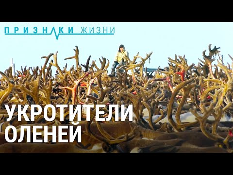 Видео: Как выживают оленеводы | ПРИЗНАКИ ЖИЗНИ