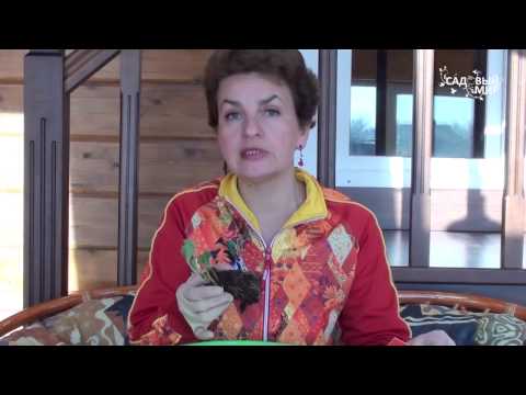 Видео: Как сохранить саженцы земляники. Видеоканал Садовый мир