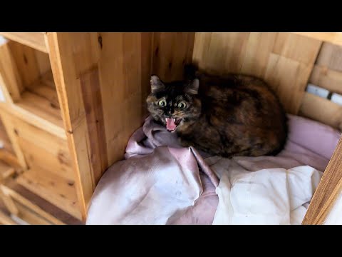 Видео: Квартирант бросил кошку-маму сразу после родов и её шестерых котят!