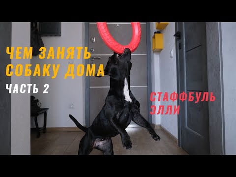 Видео: Чем занять собаку дома, часть 2. Стаффбуль, Стаффордширский бультерьер Элли.