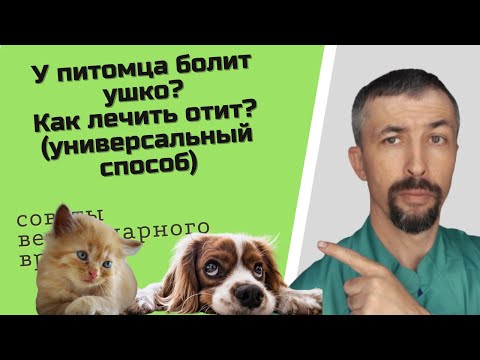 Видео: Отит у собаки или кошки