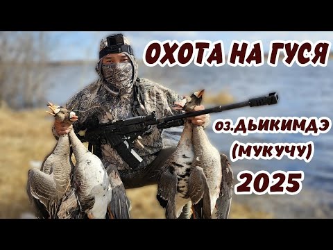 Видео: Охота на гуся 2025, оз. Дьикимдэ с.Мукучу  часть2 Goose hunting 2025, lake D'ikimde village Mukuchu