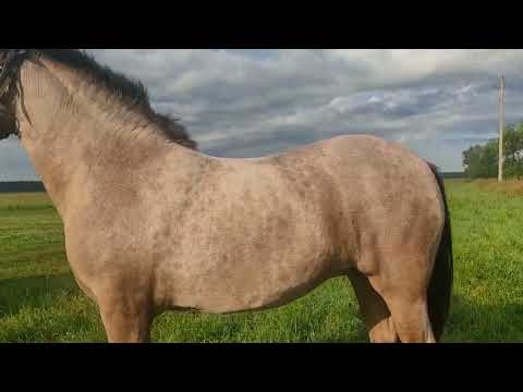 Видео: 💯🔥Очередной обмен🐴🤝