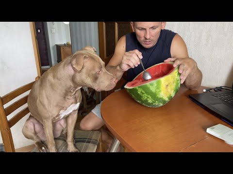 Видео: Снова поссорились со Светой.Что Джина сожрала на улице. Откуда так много кошек в парке. Опухоль у Та