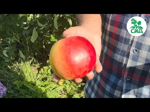Видео: Осенний сорт яблони ЖИГУЛЕВСКОЕ. Крупные, нарядные плоды приятного вкуса.