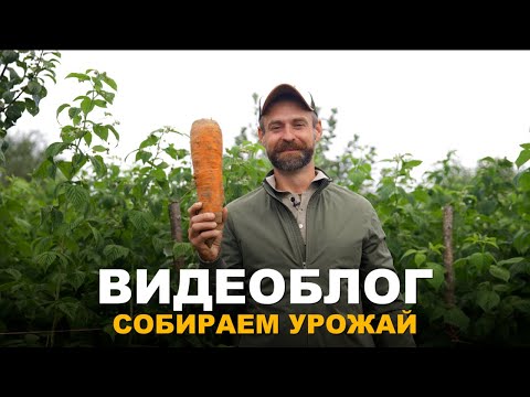 Видео: ВИДЕОБЛОГ: СТАЛО ХОЛОДАТЬ, НУЖНО УРОЖАЙ СПАСАТЬ. Сбор урожая и подготовка грядок к посадке клубники.