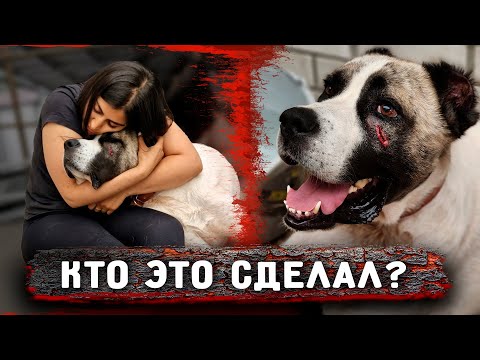 Видео: Нукера серьезно УКУСИЛИ, кто? Нукер разгрыз себе лапу. Не дает себя обрабатывать, напугал врачей.