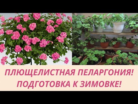 Видео: ПОДГОТОВКА ПЛЮЩЕЛИСТНОЙ АМПЕЛЬНОЙ ПЕЛАРГОНИИ К ЗИМОВКЕ! ОБРЕЗКА .УСЛОВИЯ ДЛЯ ЗИМОВКИ,