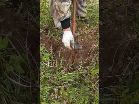 Видео: Посадка сеянца с ОКС лопатой
