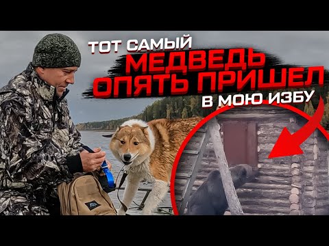 Видео: Тот самый медведь ОПЯТЬ пришел в мою избу! #медведьиизба