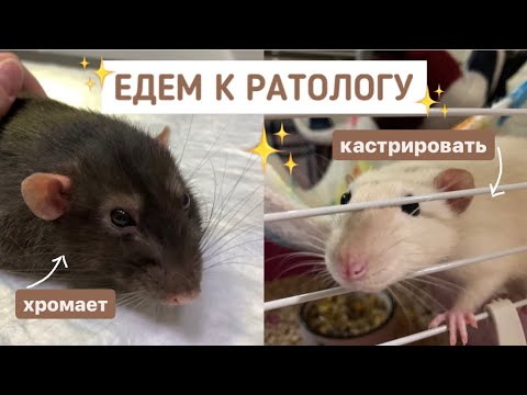 Видео: КАСТРАЦИЯ КРЫСЫ🐁 МАМБА ЗАХРОМАЛ | ЕДЕМ С КРЫСАМИ К РАТОЛОГУ👨🏼‍⚕️💉