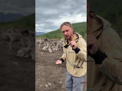 Видео: Попытался войти в доверие к оленям