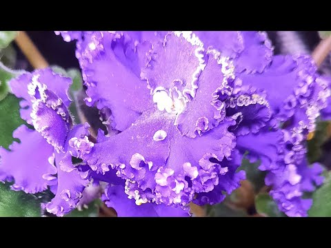 Видео: Грибковые болезни фиалок.