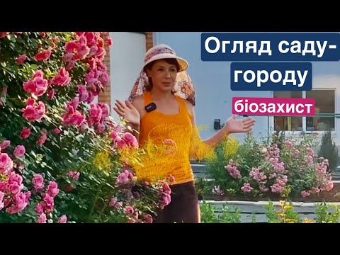 Видео: Троянди та кущі на городі😅Майбутній врожай 🍆🍅🍐Біозахист