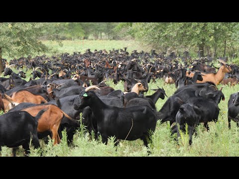 Видео: Прибыл грузовик с козами!
