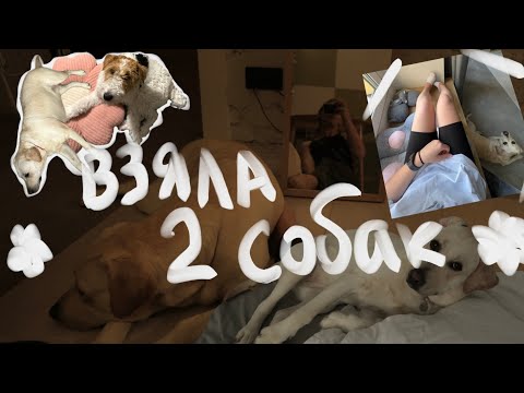 Видео: У МЕНЯ СОБАКА?// анпакинг собак с авито