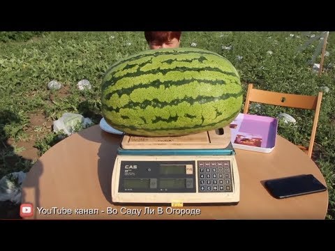 Видео: КАК вырастить ГИГАНТСКИЙ АРБУЗ. Подробная инструкция.