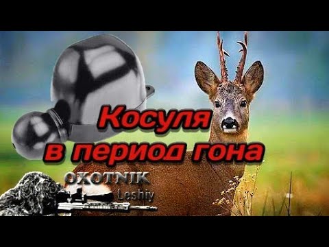 Видео: Косули в гон. Реакция на манок Buttolo ночью.