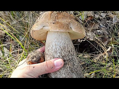 Видео: За грибами. Здоровенные грибы. Березы радуют грибами. Грибы 2025