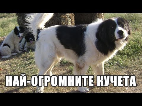Видео: Top 10 най-огромните породи кучета на света