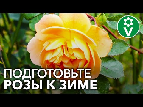 Видео: РОЗЫ В ОКТЯБРЕ: что нужно обязательно сделать, а что делать нельзя ни в коем случае