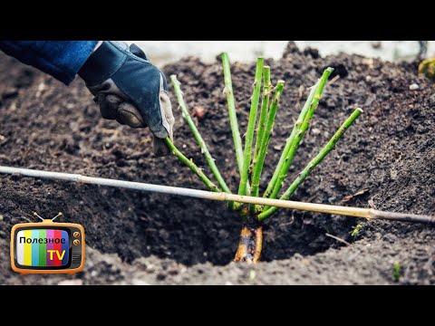 Видео: Как посадить розу весной! Все правила посадки! Кратко и по делу.