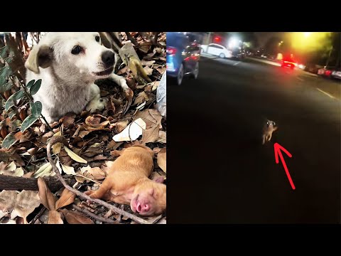 Видео: После того, как единственного щенка забрали, собака-мать следовала за ним