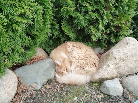 Видео: Сад Двух Котов после обрезки