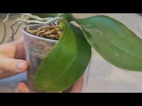 Видео: эти ужасные вмятины на стволе #орхидеи #phalaenopsis