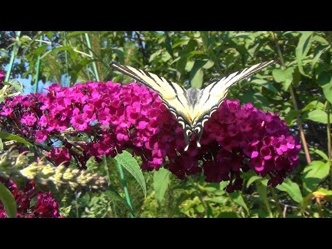 Видео: 🦋Как вырастить красивую будлею.