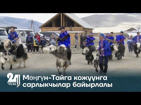 Видео: Мөңгүн-Тайга кожуунга сарлыкчылар байырлалы