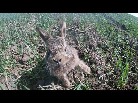 Видео: Ротаційна борона від Завод Мороза закриваємо вологу на озимій пшениці. Заяц пойман ушастый камикадзе