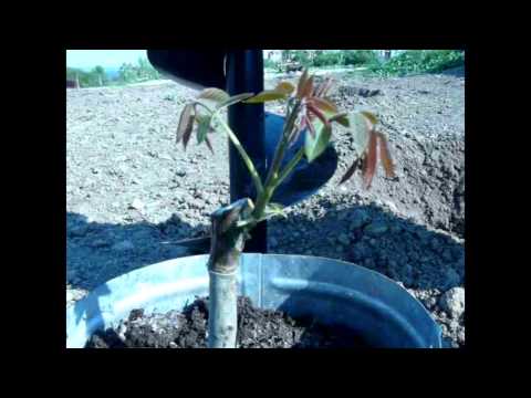 Видео: Прививка и посадка ореха с Жадан В. М. (walnut grafting and planting)