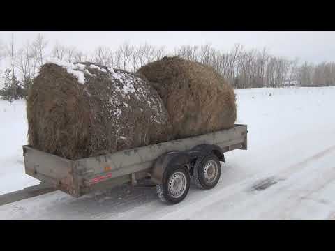 Видео: Купили сено у ветврача