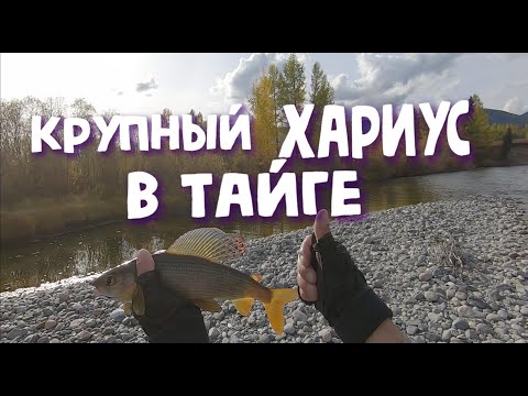 Видео: КРУПНЫЙ хариус в Тайге. Прекрасные места Тывы. Поклевки, от которых дрожат руки! Рыбалка осенью 2023